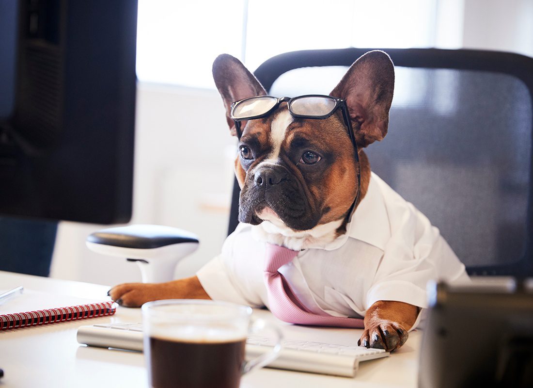 Business Insurance - Focused Dog Dressed With Business Clothes Sits at a Computer Desk